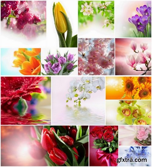 Set of beautiful macro Flowers stock images - 25 HQ Jpg
