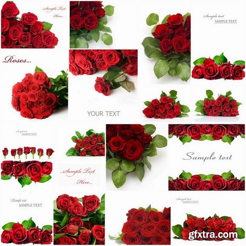 Beautiful Roses Isolated on white Stock images - 25 HQ Jpg