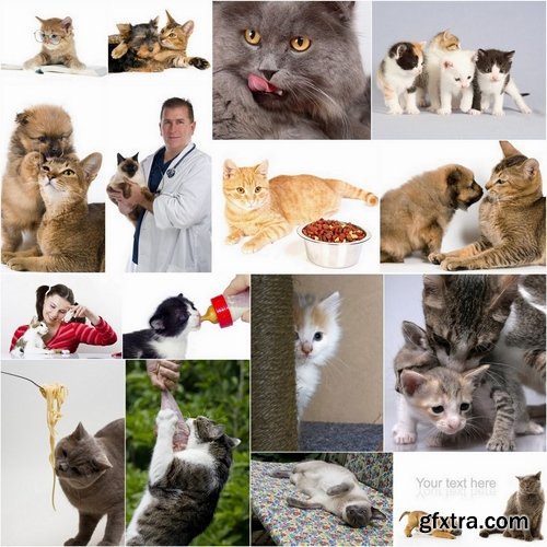 Cats Stock Images - 25 HQ Jpg