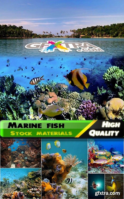 Marine fish Stock images - 25 HQ Jpg