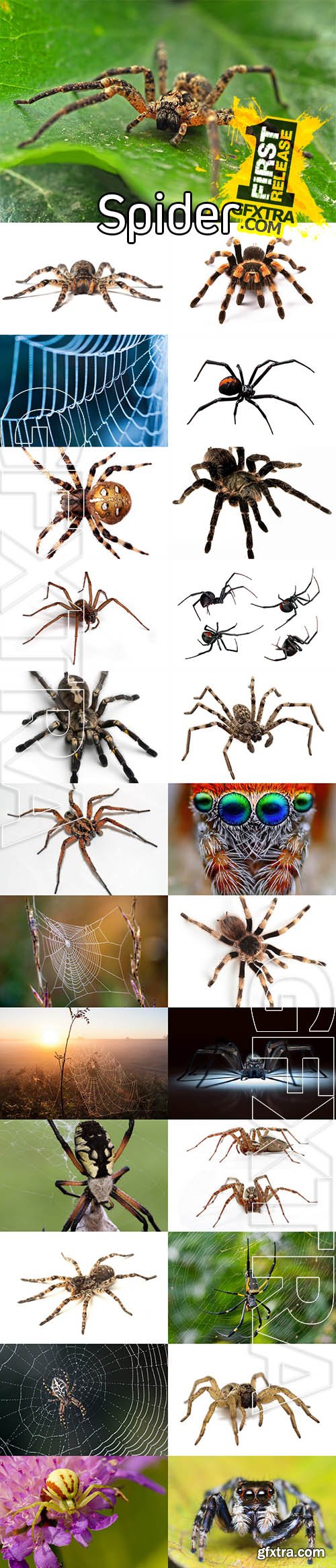 Stock Photos - Spider