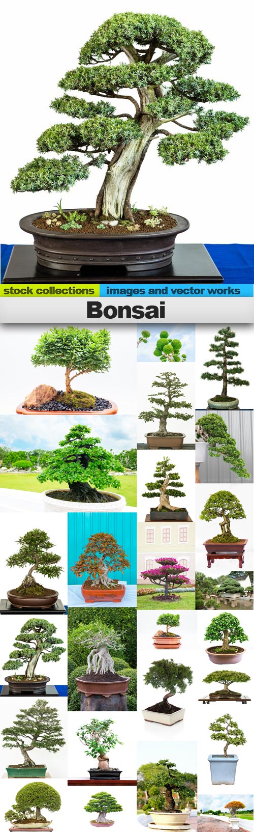 Bonsai,25 x UHQ JPEG