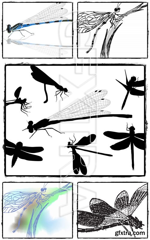 Vector dragonfly - Vectors