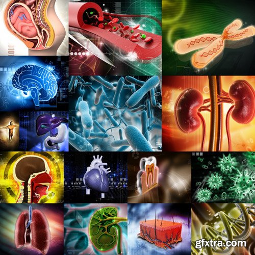 Bodies and Bacteria - 25 HQ Images