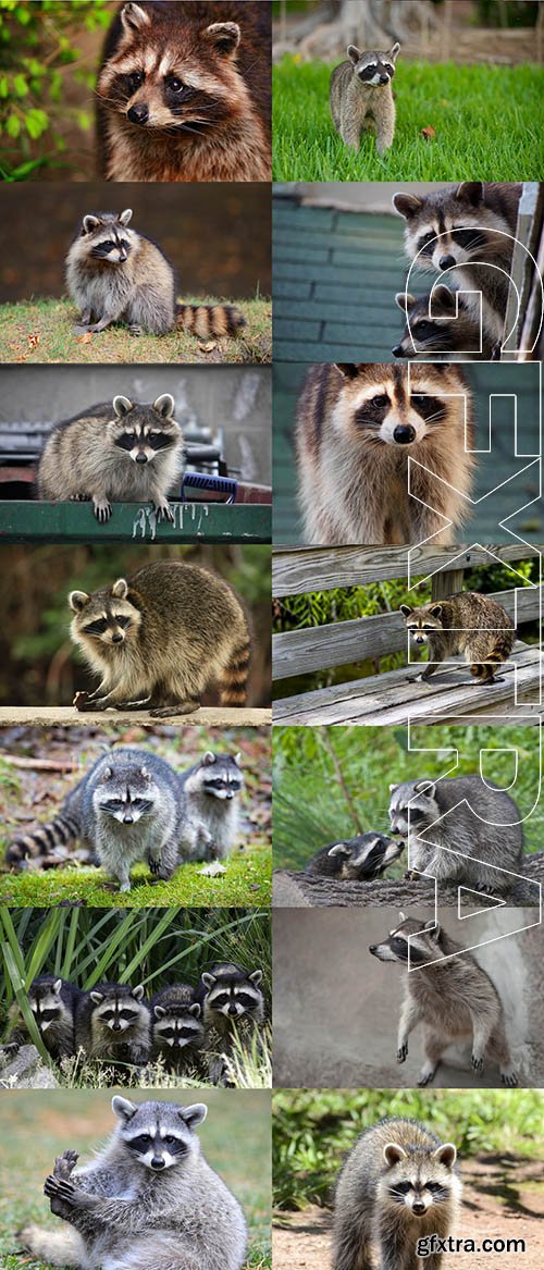 Stock Photos - Raccoon