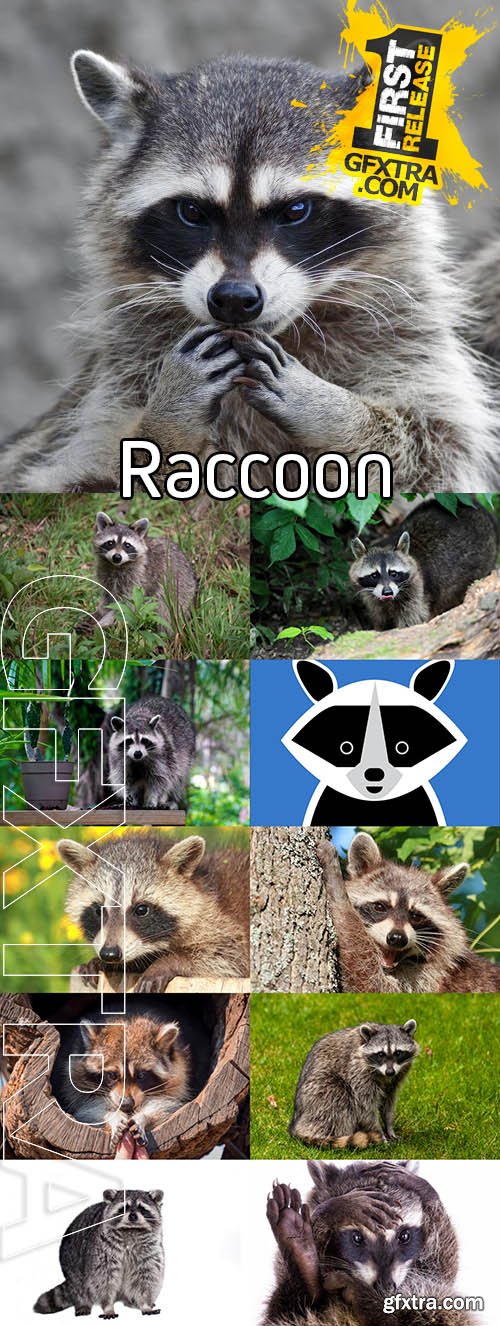Stock Photos - Raccoon