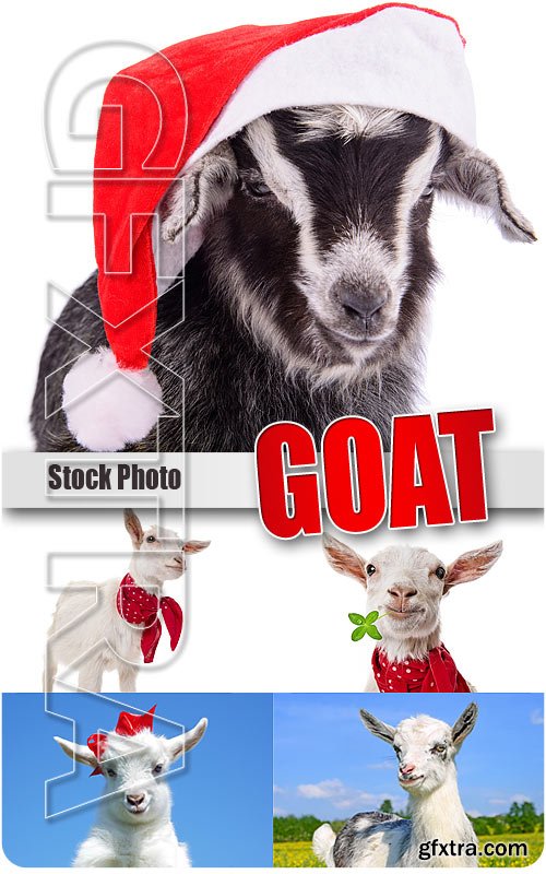 Goat - UHQ Stock Photo