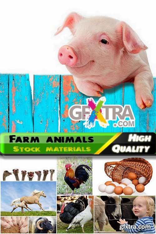 Farm animals and livestock Stock images - 25 HQ Jpg