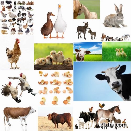 Farm animals and livestock Stock images - 25 HQ Jpg