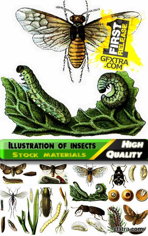 Beautiful vector illustration of insects from stock - 25 Eps