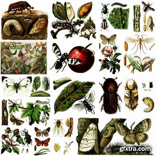 Beautiful vector illustration of insects from stock - 25 Eps