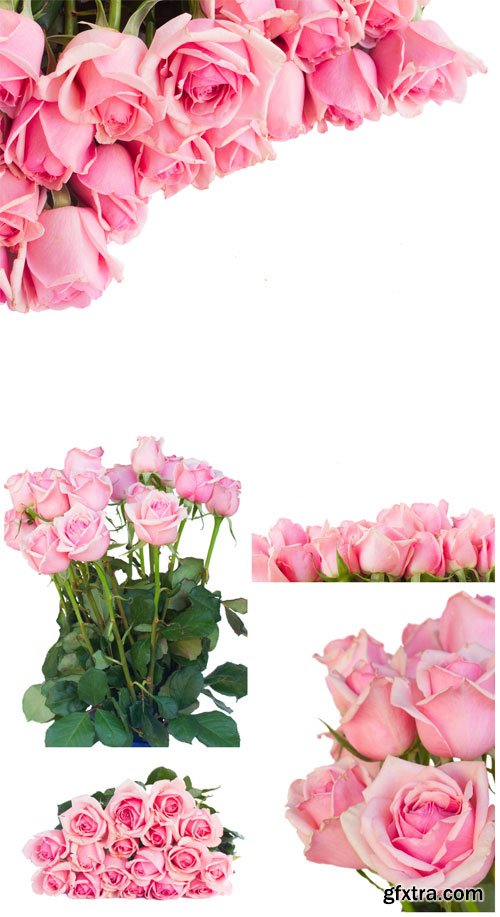 Pink roses, flowers - Stock Photo Pink roses, flowers - Stock Photo