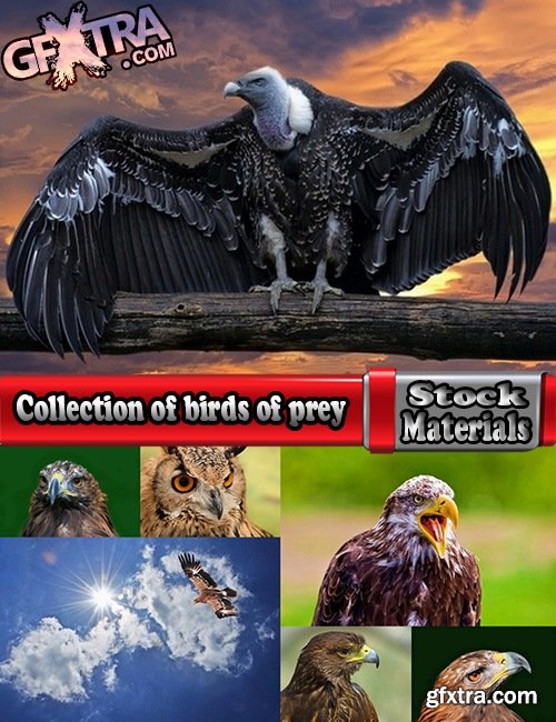 Collection of birds of prey 25 UHQ Jpeg