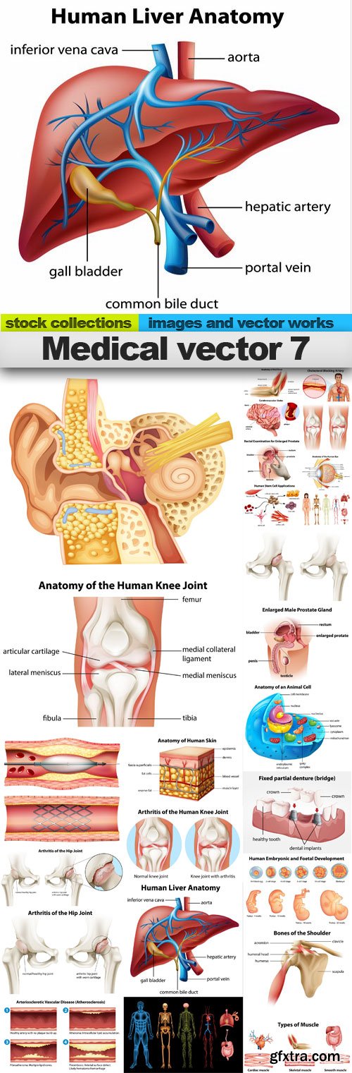 Medical vector 7,25 x EPS