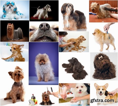 Care dog hair Stock images - 25 HQ Jpg