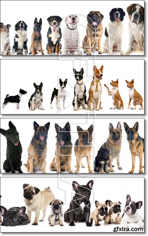 Group of dogs - Stock photo