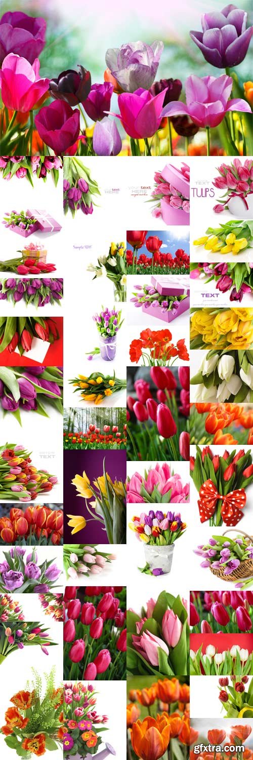 Stock photo Amazing tulips Stock photo Amazing tulips