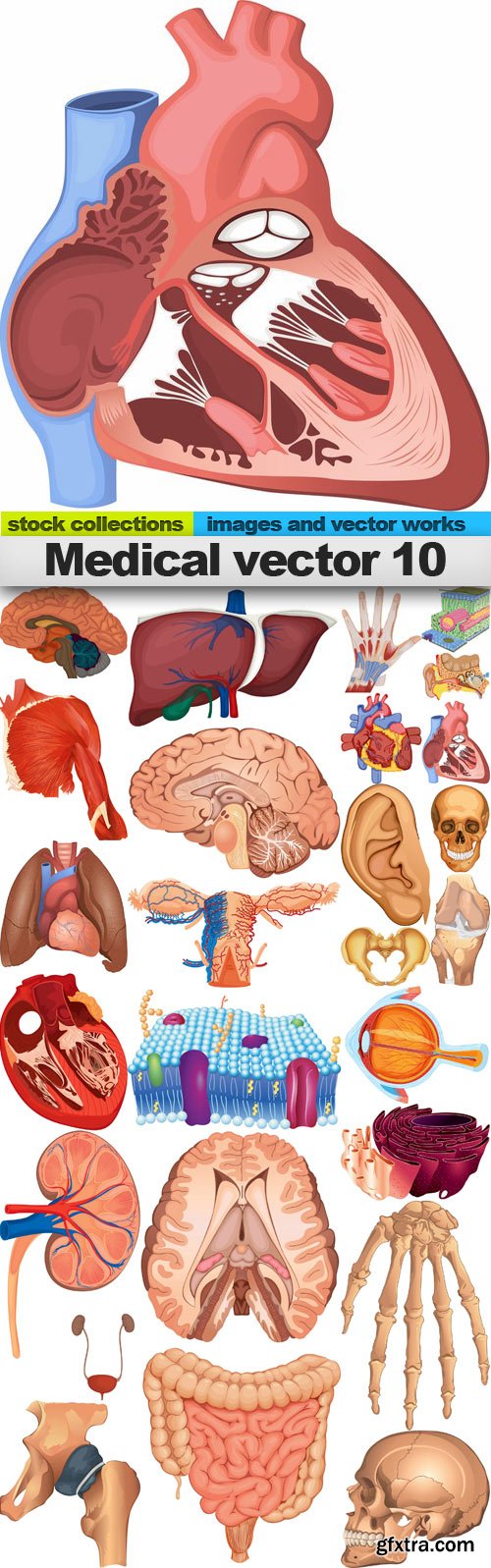 Medical vector 10,25 x EPS