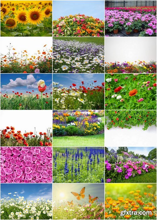 Flower fields Stock images - 25 HQ Jpg