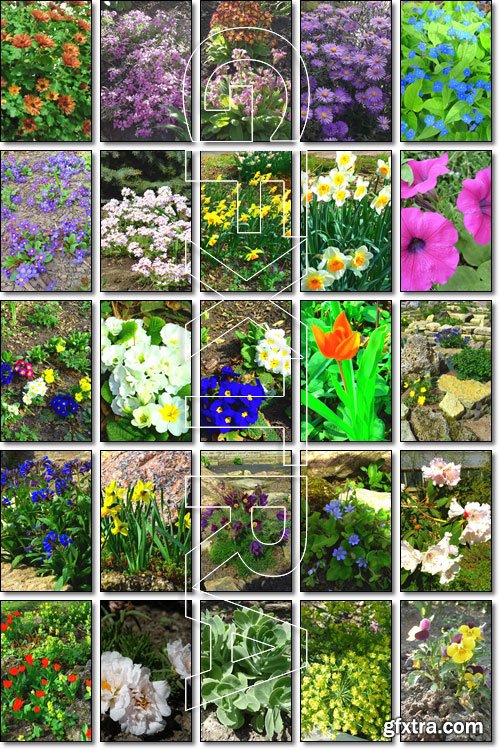 Beautiful flowers - amateur pictures - Stock photo