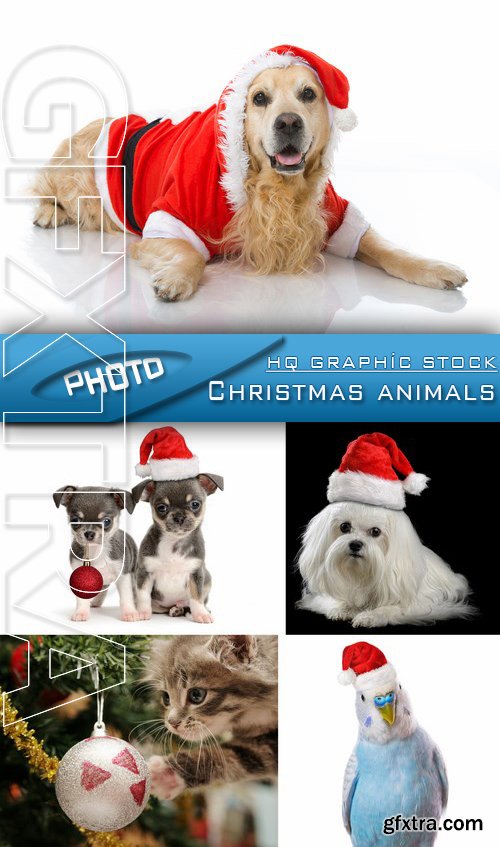 Stock Photo - Christmas animals 2