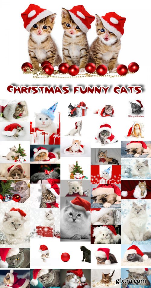 Christmas funny cats