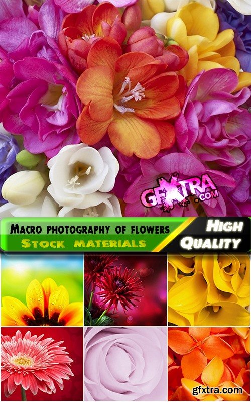 Macro photography of flowers Stock images - 25 HQ Jpg