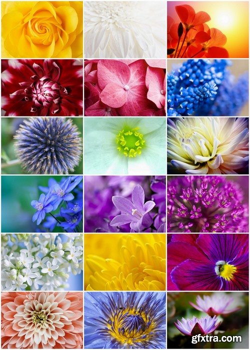Macro photography of flowers Stock images - 25 HQ Jpg