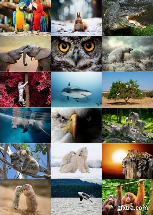 Wildlife and wild animals Stock images - 25 HQ Jpg