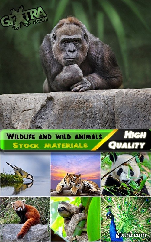 Wildlife and wild animals Stock images - 25 HQ Jpg