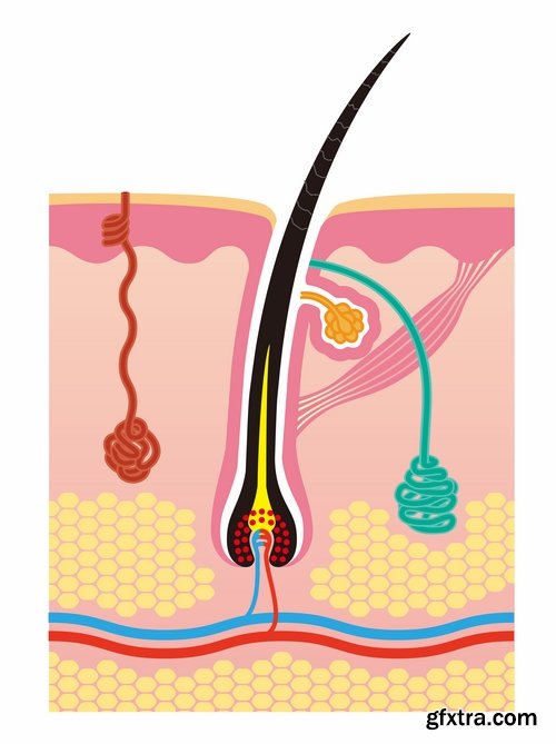 Hair care in vector from stock - 25 Eps
