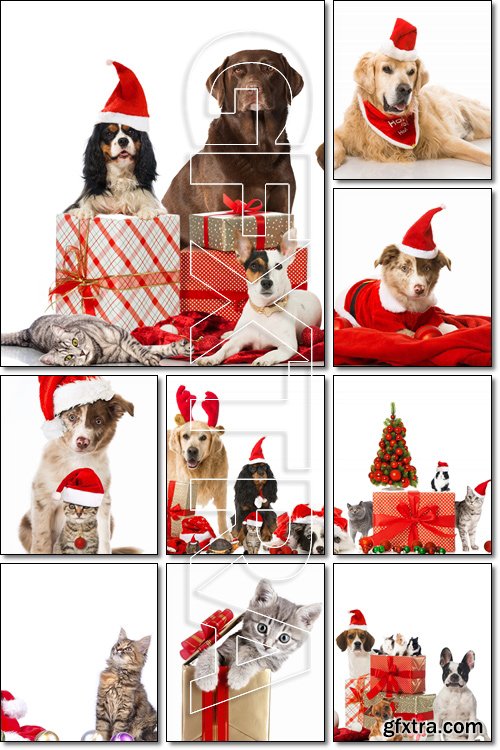 Pets are ready for the New Year - Stock photo