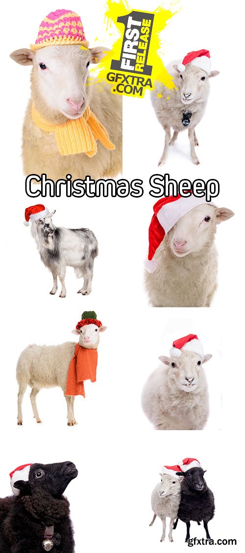Stock Photos - Christmas Sheep Isolated