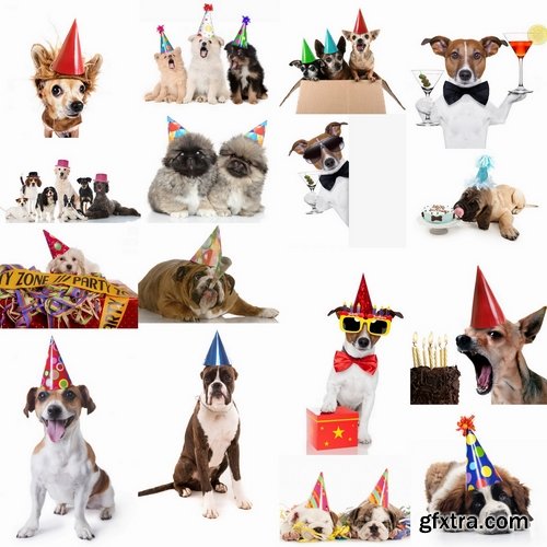 Puppy party and funny dogs Stock images - 25 HQ Jpg