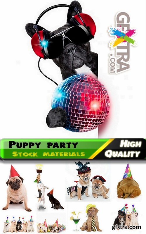 Puppy party and funny dogs Stock images - 25 HQ Jpg