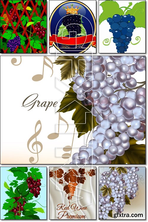 Grapevine. Background with vector wine grape and free space - Vector