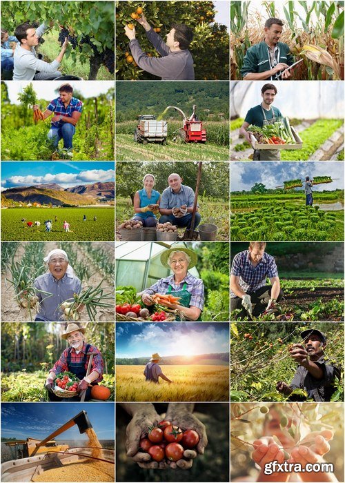 Farmers harvested harvest Stock images - 25 HQ Jpg