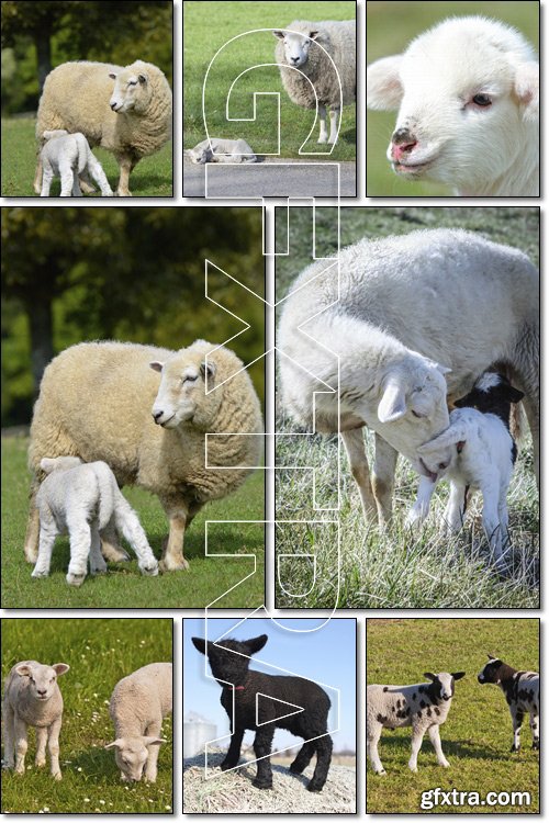 Lamb and mother/ sheep - Stock photo