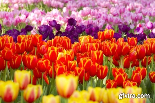 Collection of plants for landscaping 25 UHQ Jpeg