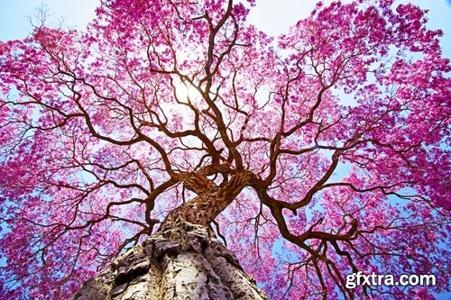 Collection of plants for landscaping 25 UHQ Jpeg
