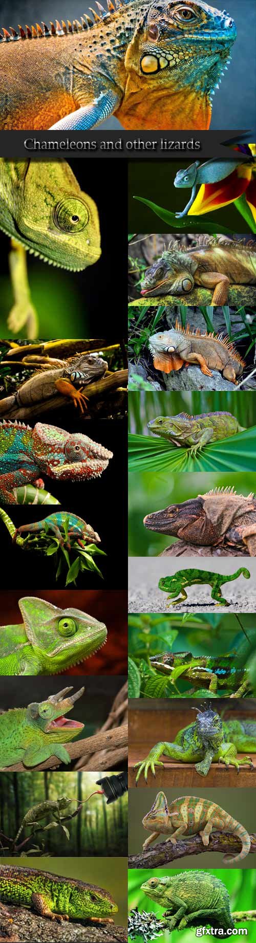 Chameleon and other lizards Chameleon and other lizards