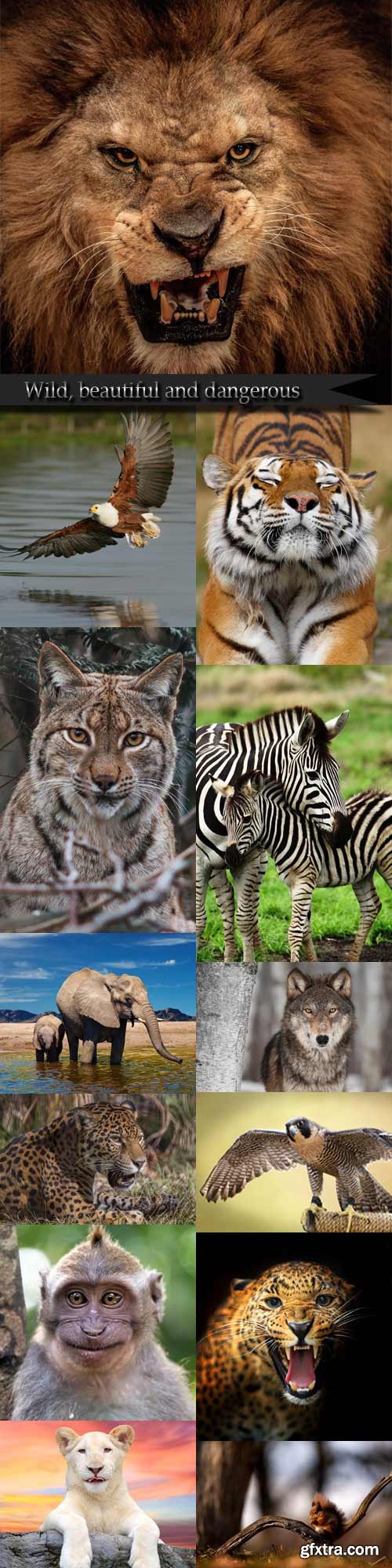 Wild, beautiful and dangerous Wild, beautiful and dangerous
