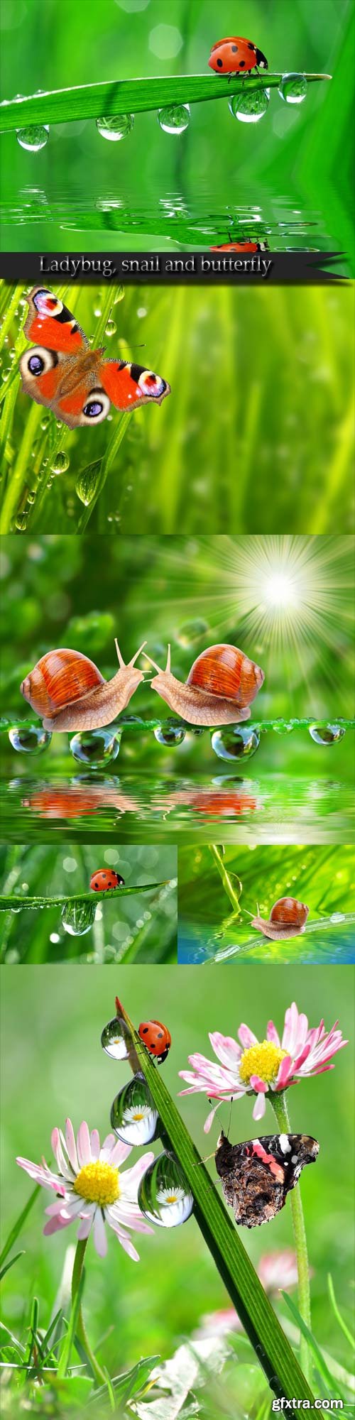 Ladybug, snail and butterfly Ladybug, snail and butterfly