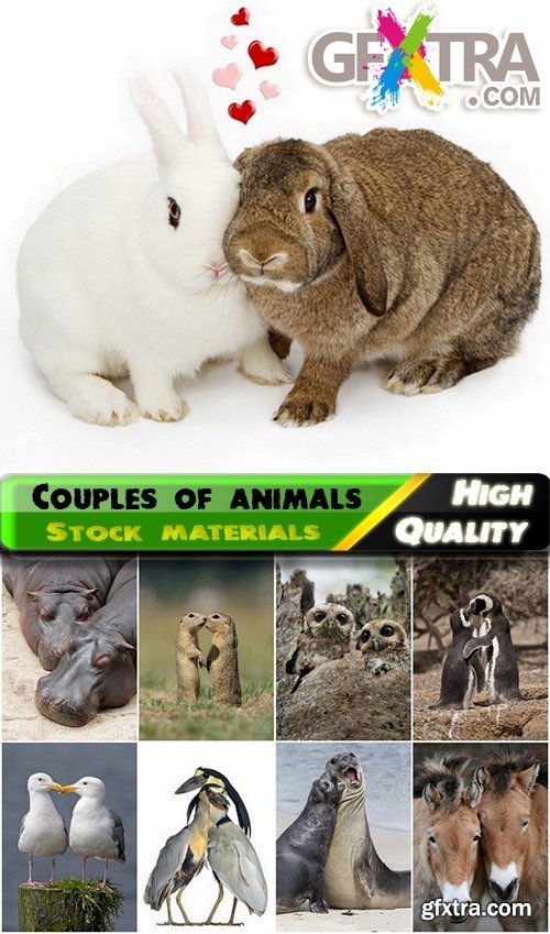 Beautiful couples of animals Stock images - 25 HQ Jpg
