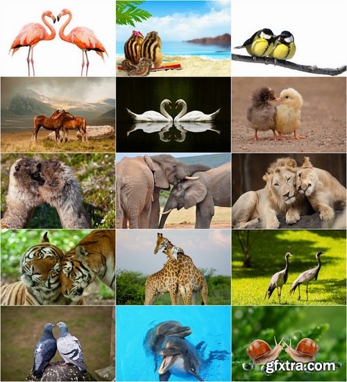Beautiful couples of animals Stock images - 25 HQ Jpg