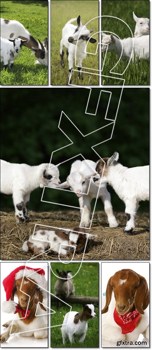 Pretty, little goats - Stock photo
