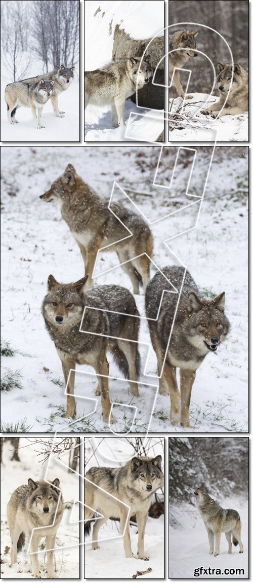Coyotes in a winter. Lone Timber wolf in a winter environment - Stock photo