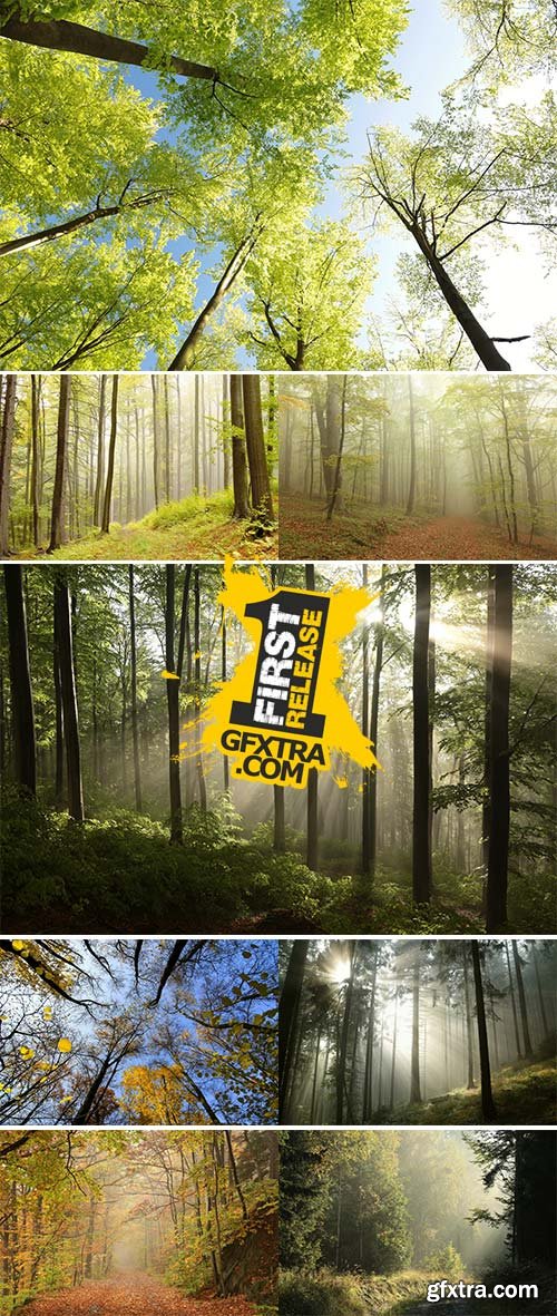 Stock Photo Path through early autumn forest on a foggy, rainy day