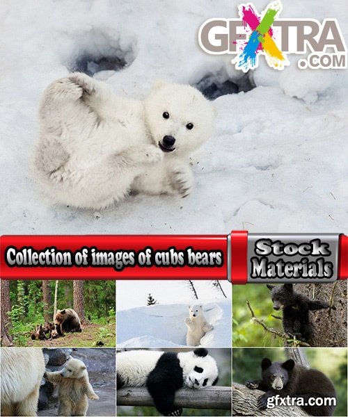 Collection of images of cubs bears 25 HQ Jpeg