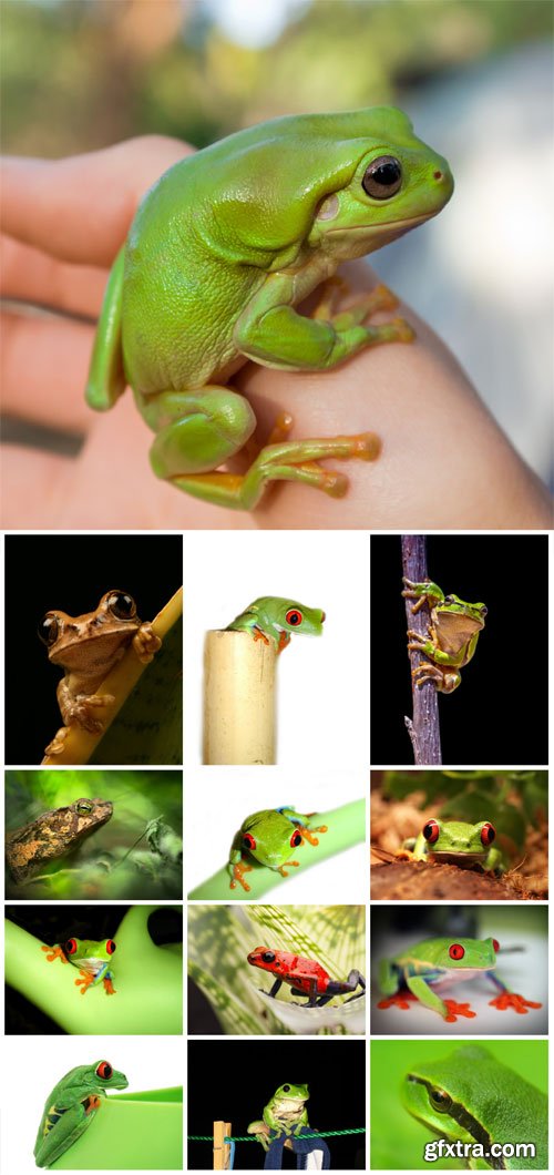 Frogs # 2 - stock photos Frogs # 2 - stock photos